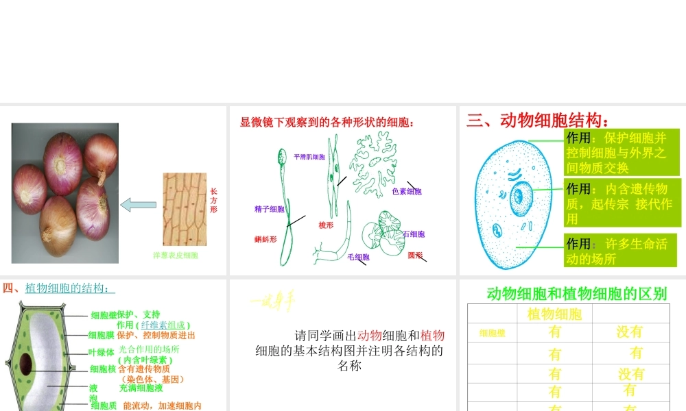 2013年七年级科学上册 2.2 细胞课件 浙教版