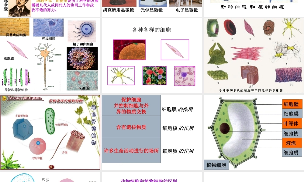 2013年七年级科学上册 2.2 细胞课件1 浙教版