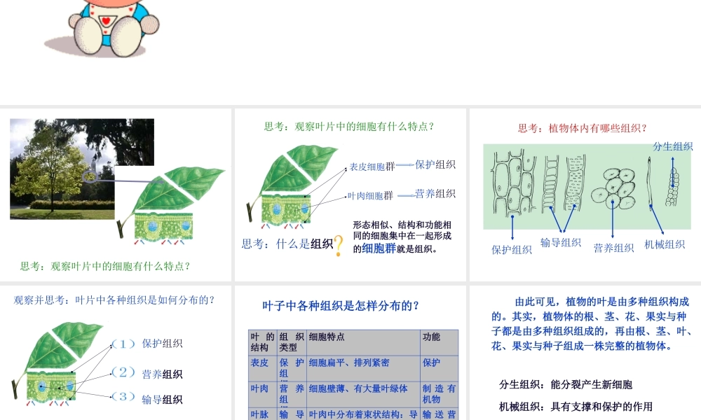 2013年七年级科学上册 2.3 生物的结构层次第二课时课件 浙教版