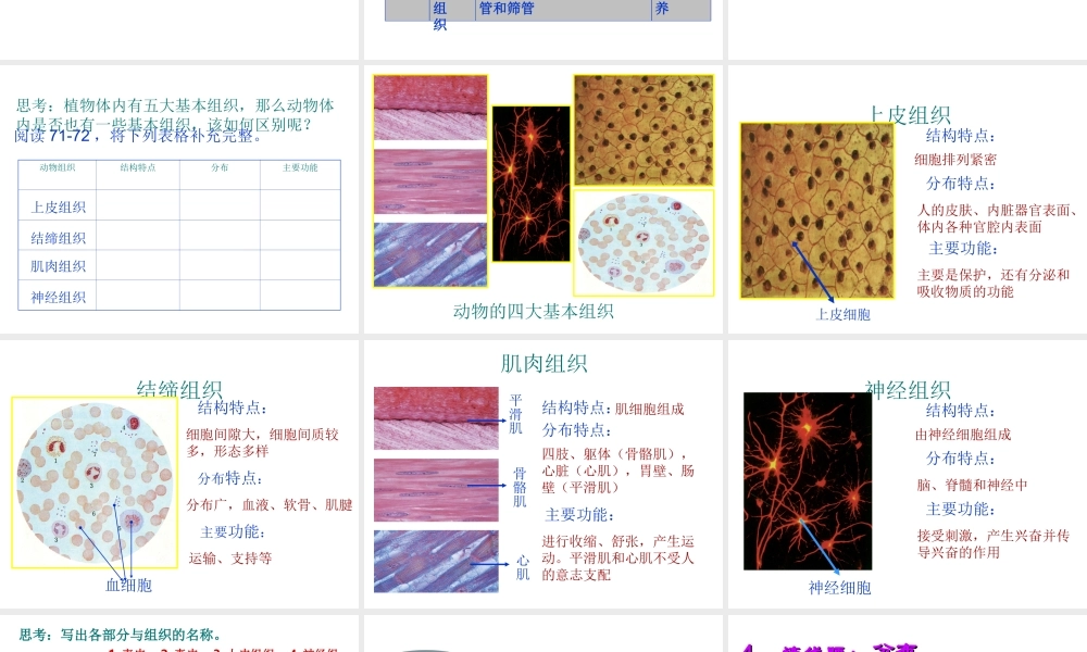 2013年七年级科学上册 2.3 生物的结构层次第二课时课件 浙教版
