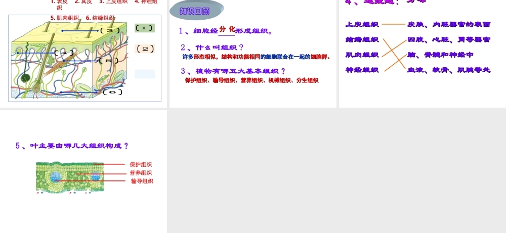 2013年七年级科学上册 2.3 生物的结构层次第二课时课件 浙教版