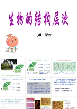 2013年七年级科学上册 2.3 生物的结构层次第二课时课件 浙教版