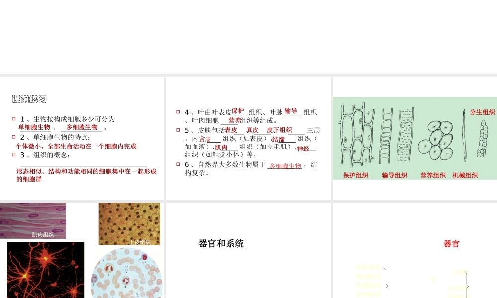 2013年七年级科学上册 2.3 生物体的结构层次课件 浙教版