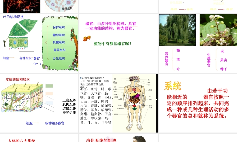 2013年七年级科学上册 2.3 生物体的结构层次课件 浙教版