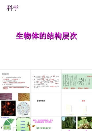 2013年七年级科学上册 2.3 生物体的结构层次课件 浙教版