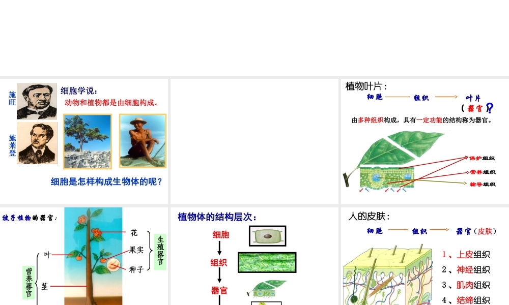 2013年七年级科学上册 2.3生物的结构层次第三课时课件 浙教版
