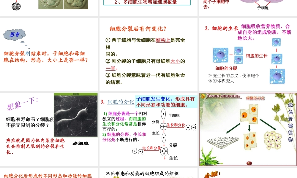 2013年七年级科学上册 2.3生物结构层次第一课时课件 浙教版