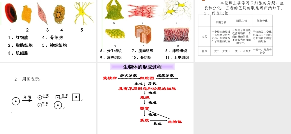 2013年七年级科学上册 2.3生物结构层次第一课时课件 浙教版