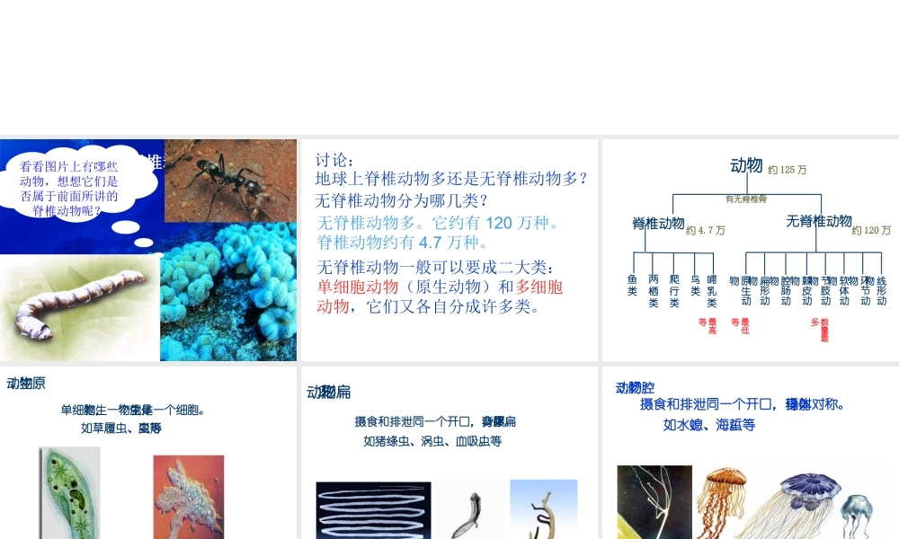 2013年七年级科学上册 2.4 常见的动物第二课时课件 浙教版