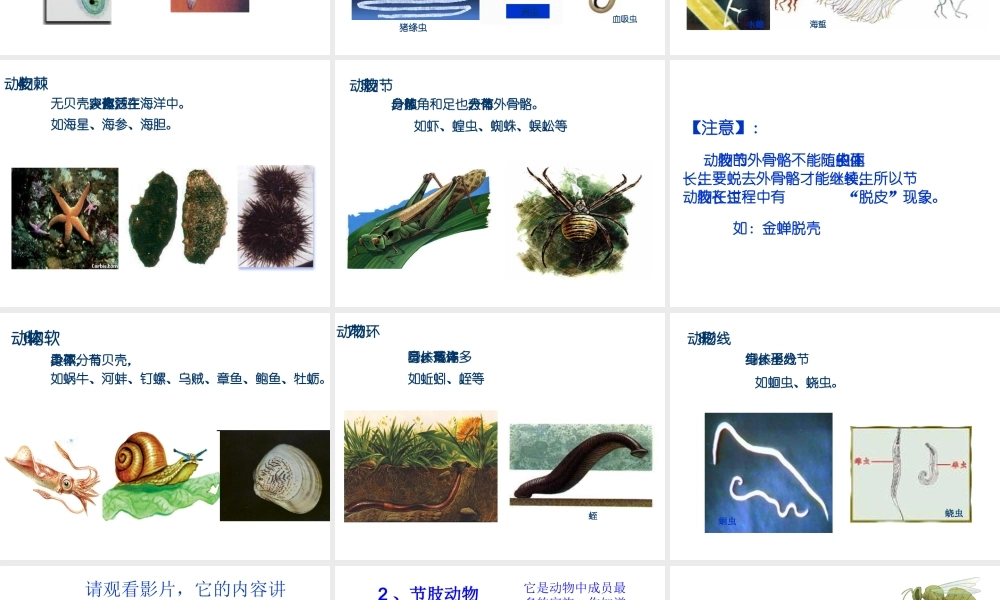 2013年七年级科学上册 2.4 常见的动物第二课时课件 浙教版