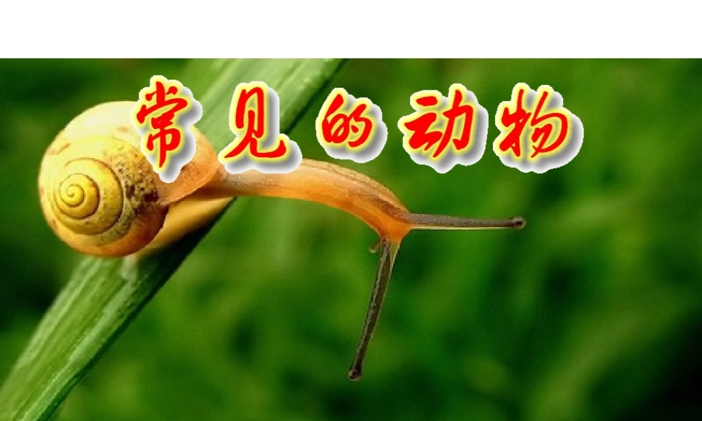 2013年七年级科学上册 2.4 常见的动物第一课时课件 浙教版