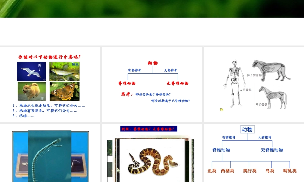 2013年七年级科学上册 2.4 常见的动物第一课时课件 浙教版