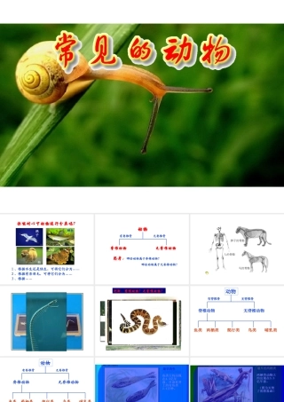 2013年七年级科学上册 2.4 常见的动物第一课时课件 浙教版