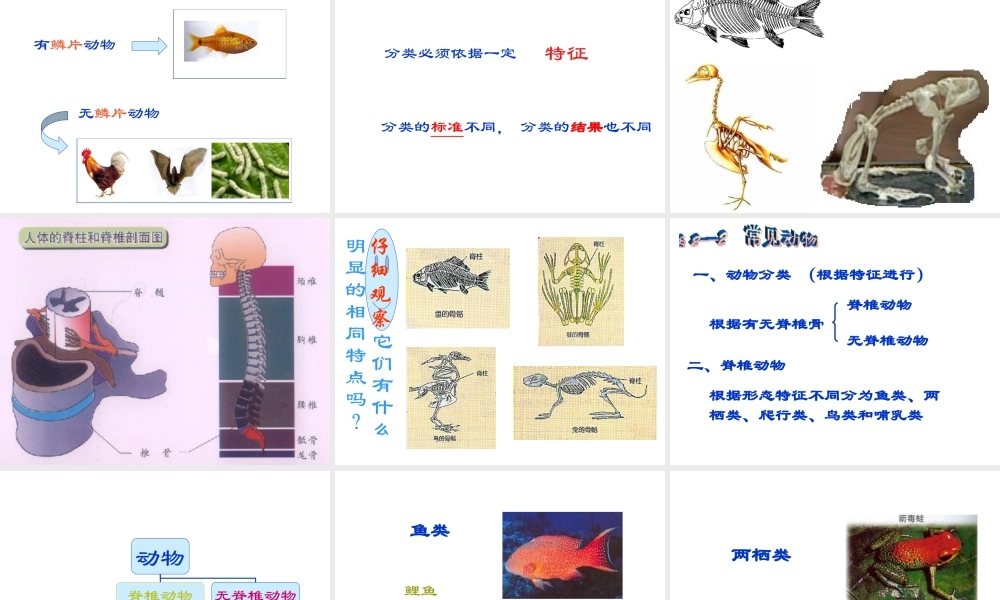 2013年七年级科学上册 2.4.1 常见的动物课件 浙教版