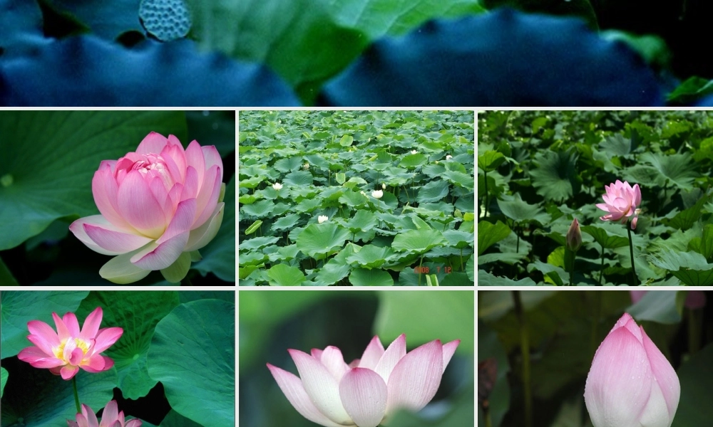 2012年高中语文 第三单元第9课 荷塘月色 粤教版必修1