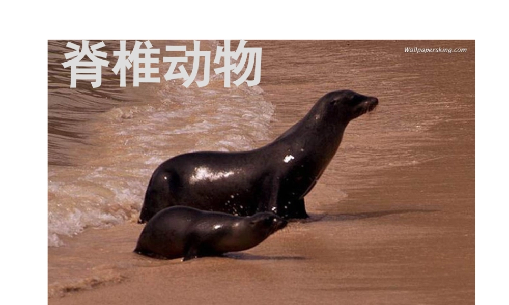 2013年七年级科学上册 2.4.2 常见的动物课件 浙教版