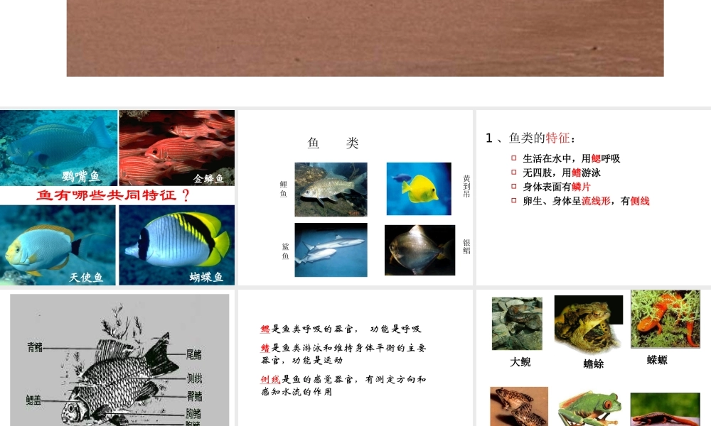 2013年七年级科学上册 2.4.2 常见的动物课件 浙教版