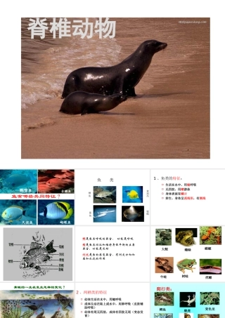 2013年七年级科学上册 2.4.2 常见的动物课件 浙教版