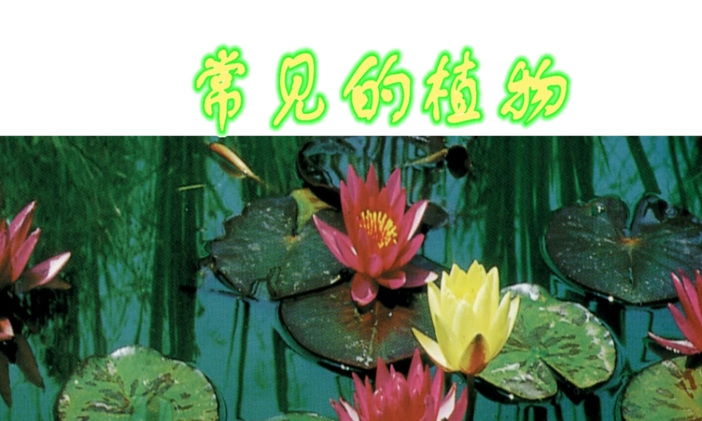 2013年七年级科学上册 2.5 常见的植物课件 浙教版