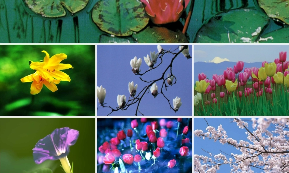 2013年七年级科学上册 2.5 常见的植物课件 浙教版