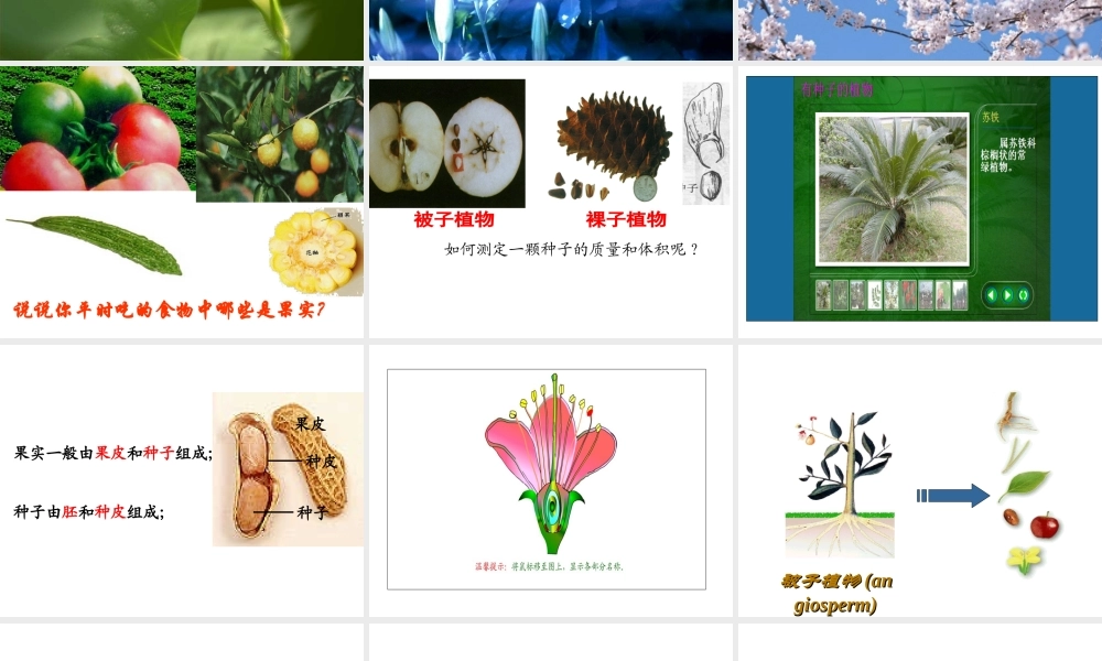 2013年七年级科学上册 2.5 常见的植物课件 浙教版