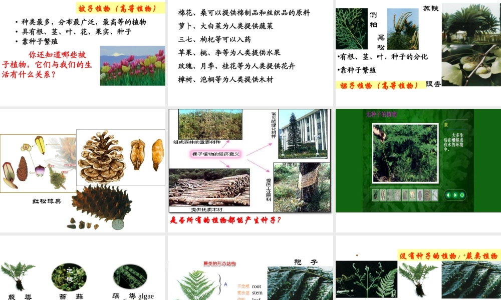 2013年七年级科学上册 2.5 常见的植物课件 浙教版