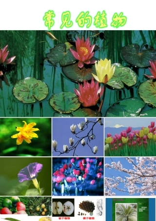 2013年七年级科学上册 2.5 常见的植物课件 浙教版