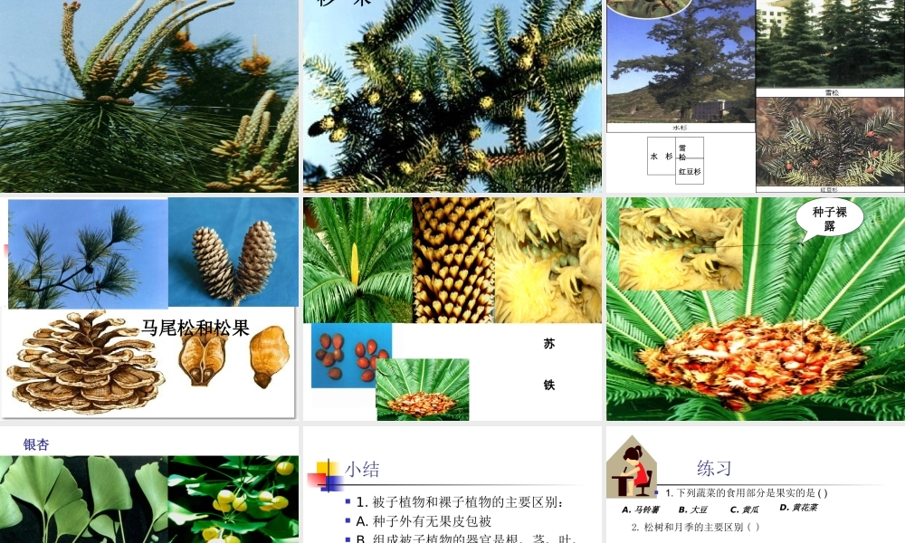 2013年七年级科学上册 2.5.1 常见的植物课件 浙教版