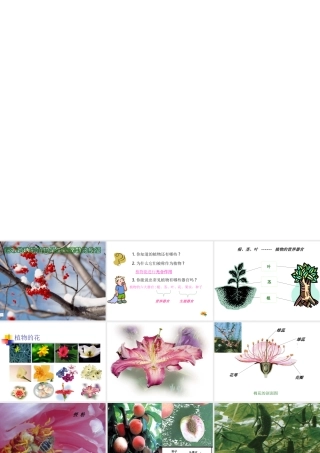 2013年七年级科学上册 2.5.1 常见的植物课件 浙教版
