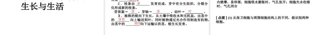 2012版中考生物二轮复习 专题二生物圈中的绿色植物精品课件 人教新课标版