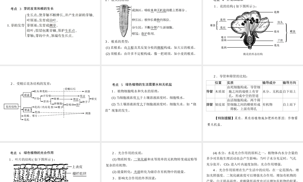 2013年中考生物复习 第三章 生物圈中的绿色植物课件 北师大版