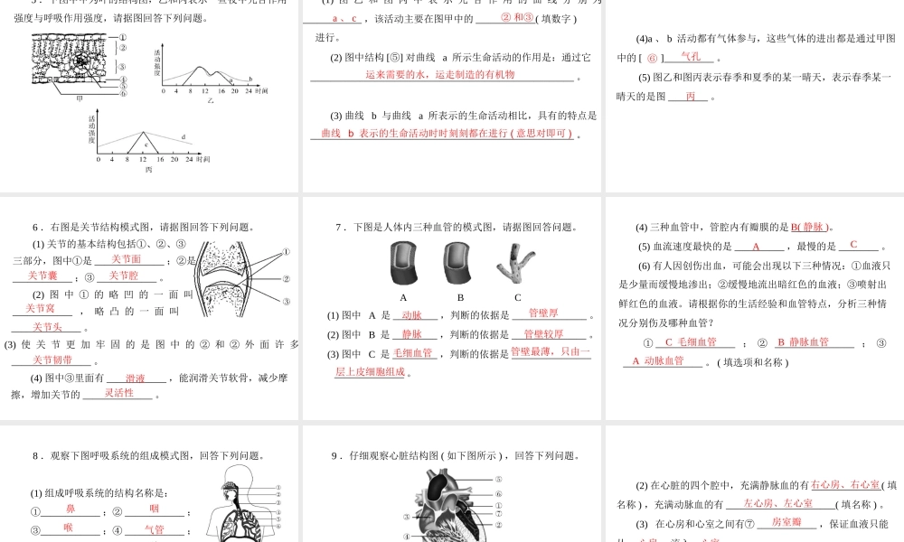 2013年中考生物复习 专题二 突破识图题型课件 北师大版