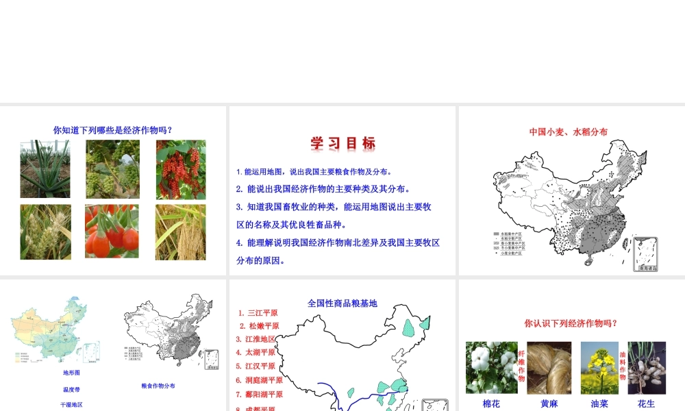 2014年八年级地理上册 4.1.2 主要经济作物的分布课件 （新版）湘教版