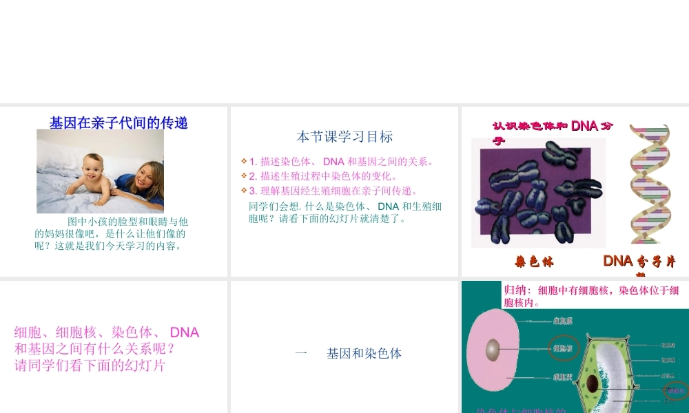 2014八年级生物下册 第七单元《2.2 基因在亲子代间的传递》课件 新人教版