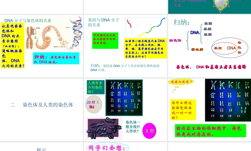 2014八年级生物下册 第七单元《2.2 基因在亲子代间的传递》课件 新人教版