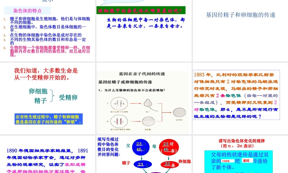 2014八年级生物下册 第七单元《2.2 基因在亲子代间的传递》课件 新人教版