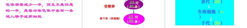 2014八年级生物下册 第七单元《2.2 基因在亲子代间的传递》课件 新人教版