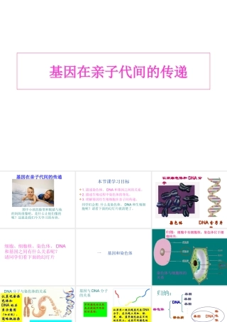 2014八年级生物下册 第七单元《2.2 基因在亲子代间的传递》课件 新人教版