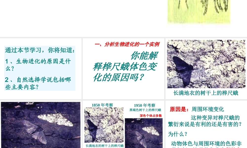 2014八年级生物下册 第三节 生物进化的原因课件 新人教版