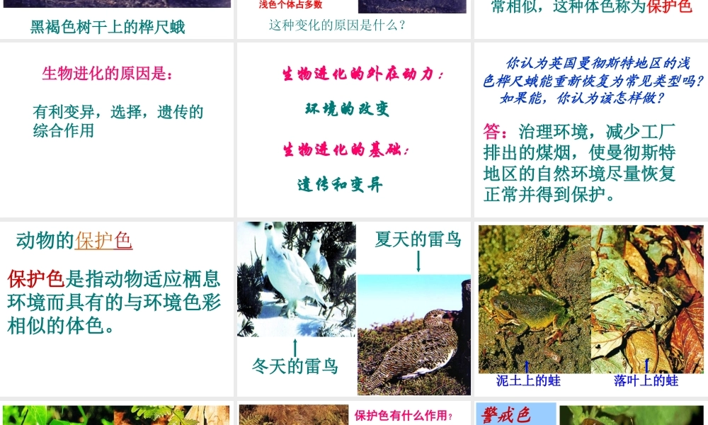 2014八年级生物下册 第三节 生物进化的原因课件 新人教版