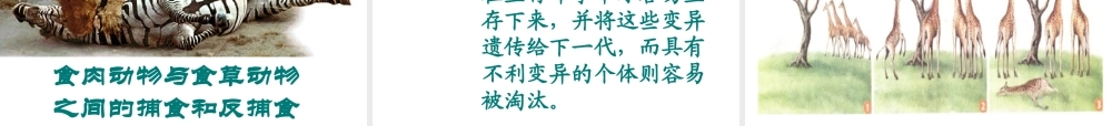 2014八年级生物下册 第三节 生物进化的原因课件 新人教版