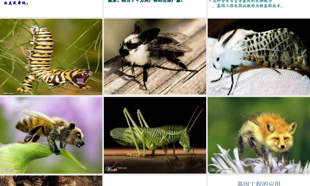 2014八年级生物下册 第一节 基因工程课件 济南版