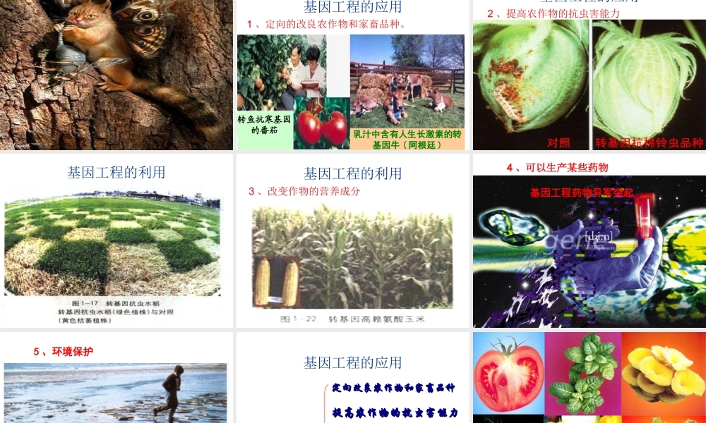 2014八年级生物下册 第一节 基因工程课件 济南版