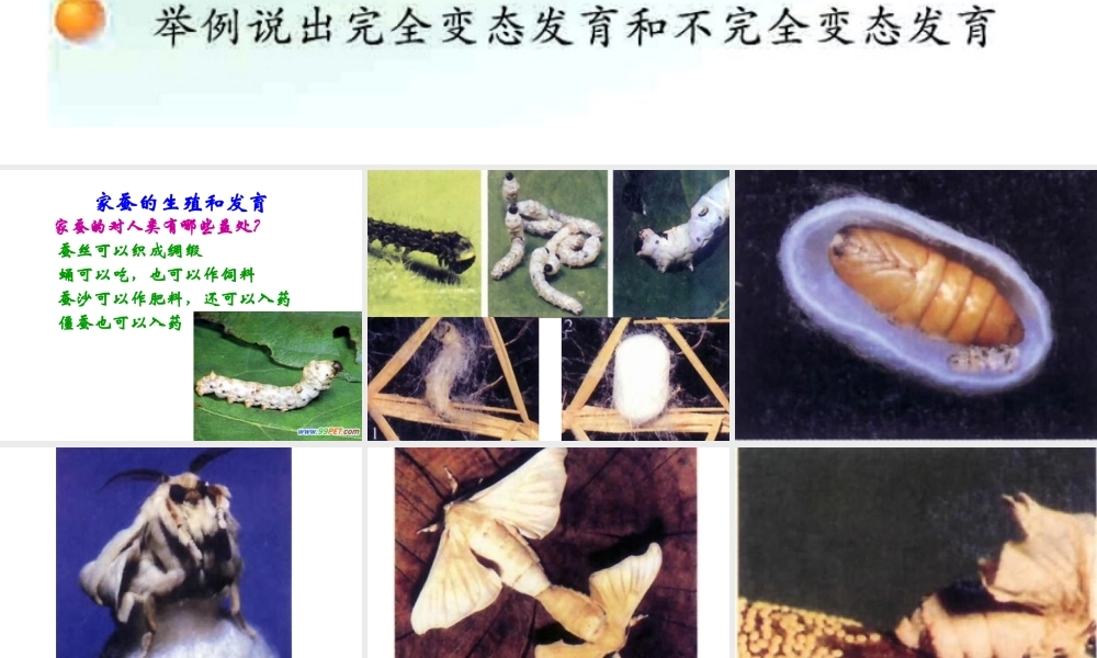 2014八年级生物下册 第一章 第二节 昆虫的生殖与发育课件 新人教版