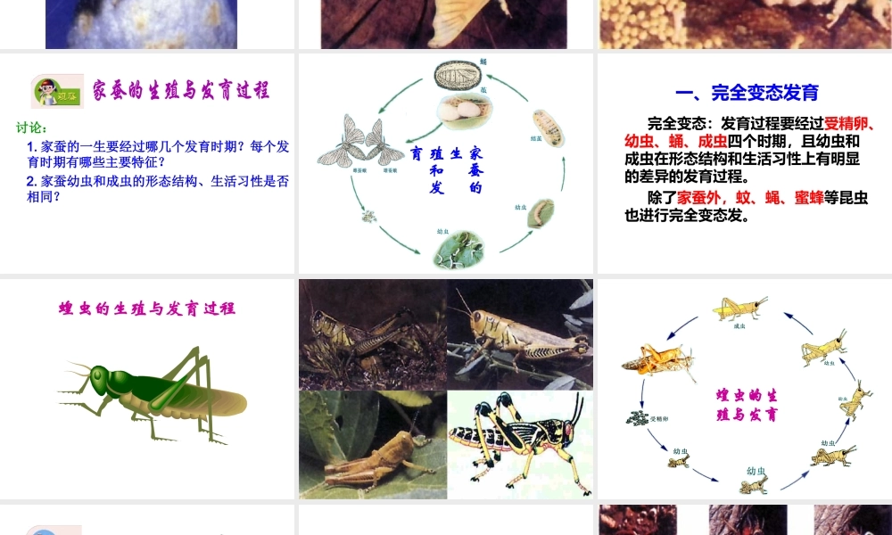2014八年级生物下册 第一章 第二节 昆虫的生殖与发育课件 新人教版