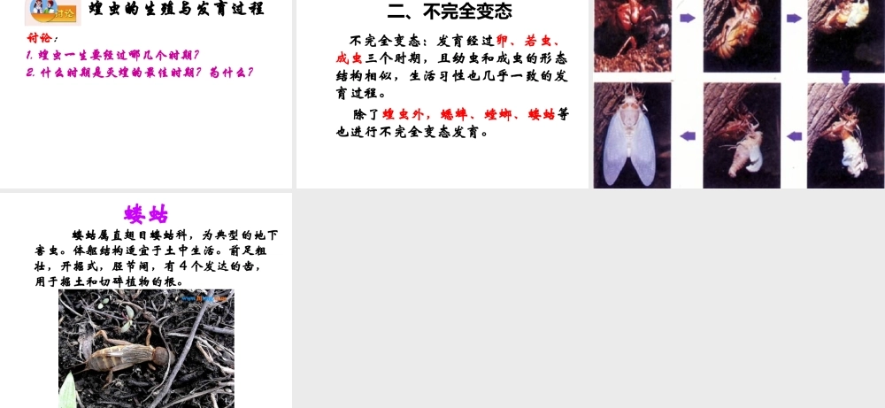 2014八年级生物下册 第一章 第二节 昆虫的生殖与发育课件 新人教版