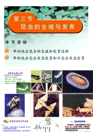 2014八年级生物下册 第一章 第二节 昆虫的生殖与发育课件 新人教版