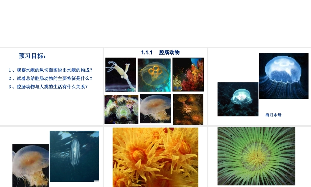 2014年八年级生物上册 第五单元 第一章 第一节 腔肠动物和扁形动物（第一课时）课件 （新版）新人教版