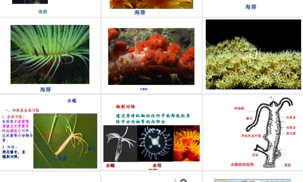 2014年八年级生物上册 第五单元 第一章 第一节 腔肠动物和扁形动物（第一课时）课件 （新版）新人教版