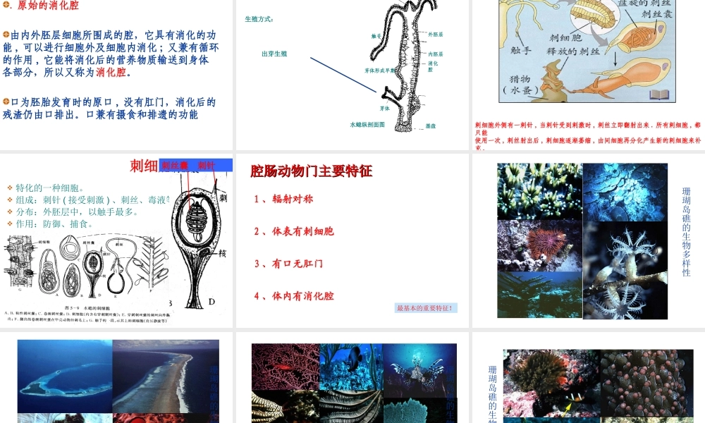 2014年八年级生物上册 第五单元 第一章 第一节 腔肠动物和扁形动物（第一课时）课件 （新版）新人教版